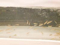 ClamGowingInFishGills