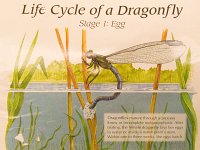DragonflyStage1