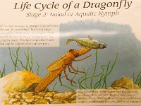 DragonflyStage2