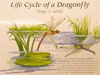 DragonflyStage3