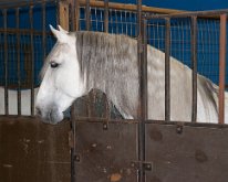 2013_LipizzanerStallions-1