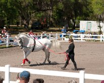 2013_LipizzanerStallions-10