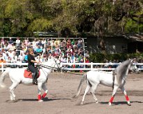 2013_LipizzanerStallions-12