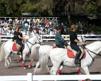 2013_LipizzanerStallions-27