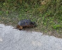 2020_BikeTrail_SnappingTurtle