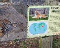 BengelTiger