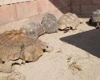 Tortise1