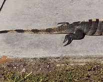 BlackSpineytailIguana_OnDisplay1_2022-01-07