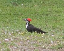 VHL_WoodpeckerPileated2