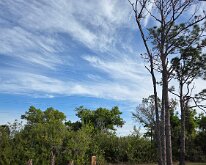 2026_TreeStumpCleanup-21