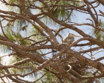 2026_HeronNestInTree04